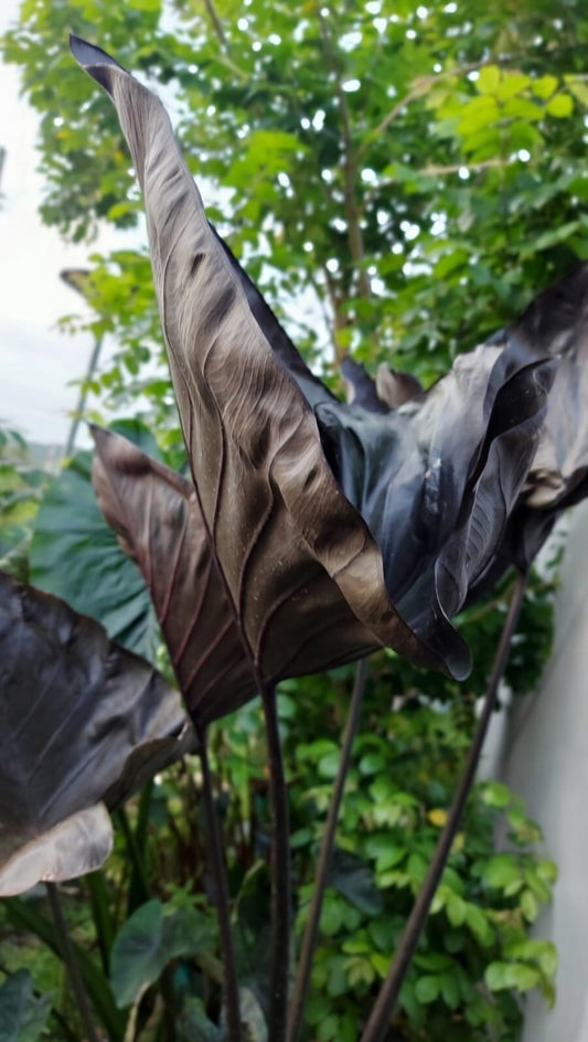 Colocasia Black Coffee