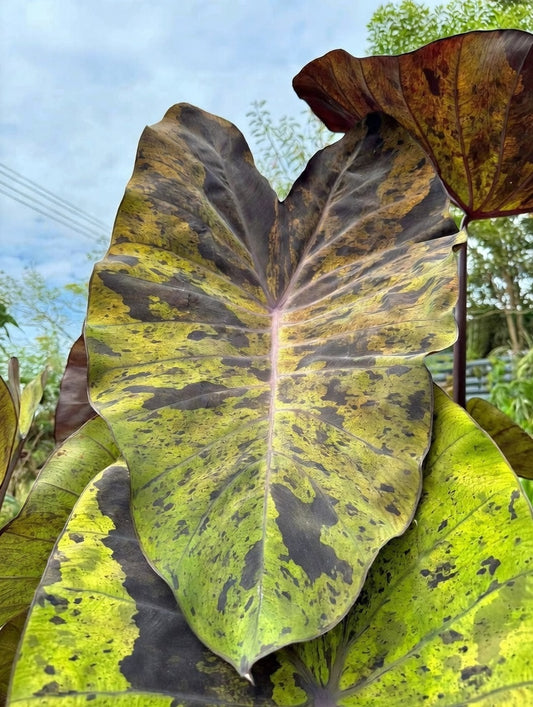 Colocasia Black Nape