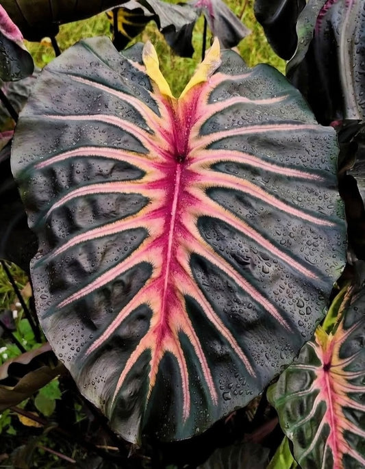 Colocasia Black Panther