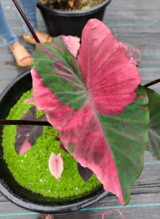 Colocasia Red Hulk