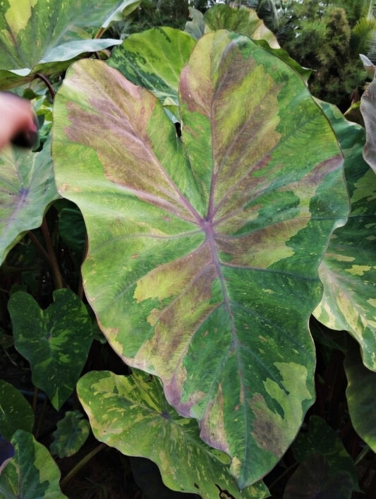 Colocasia Rainbow