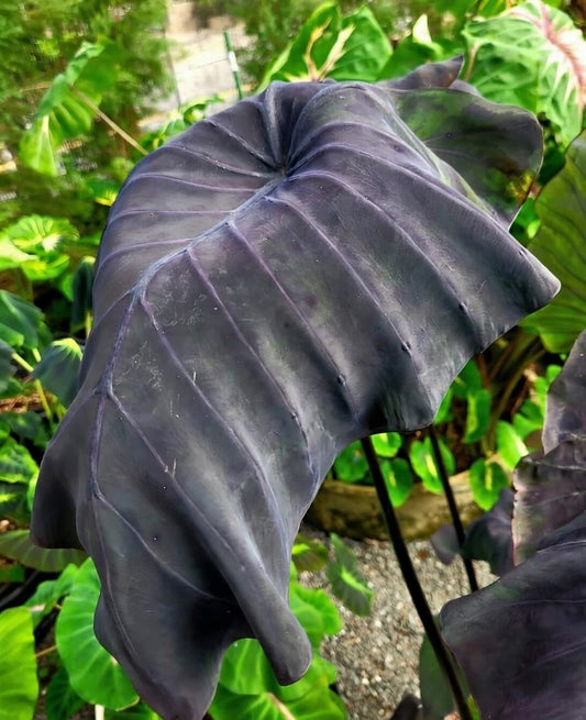 Colocasia Black Bone