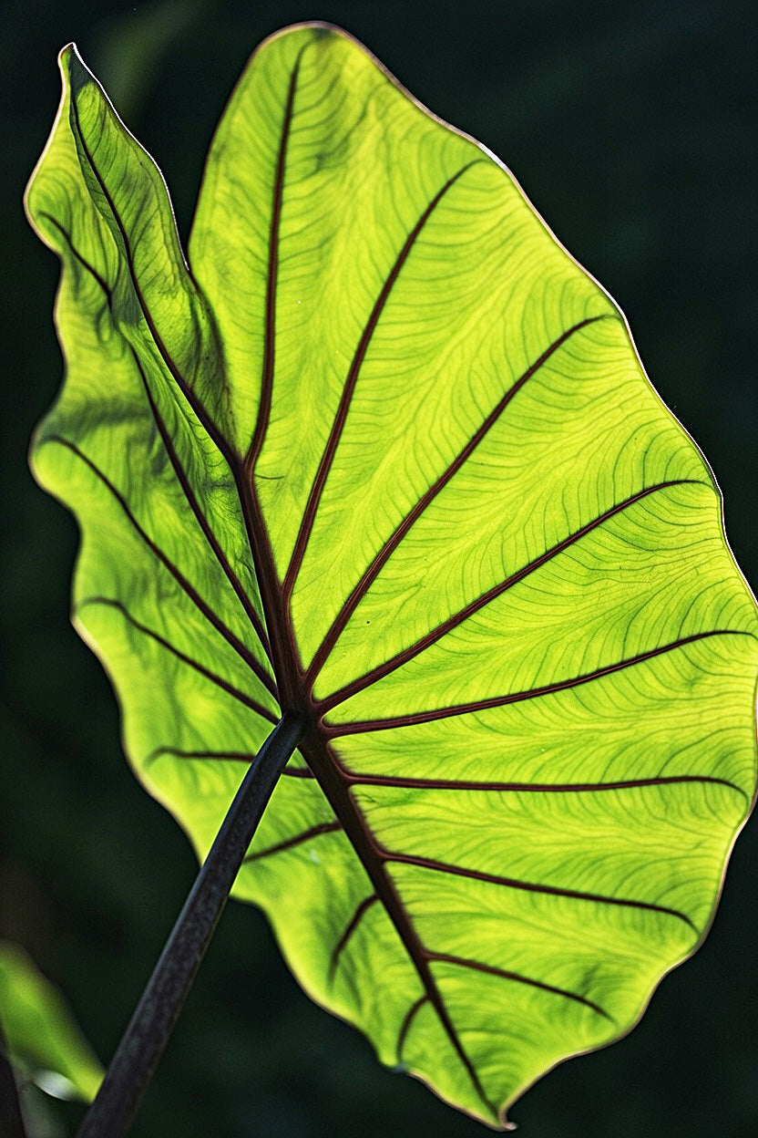 Colocasia Blue Hawaii