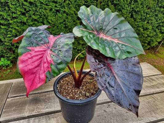 Colocasia Acid Warlock