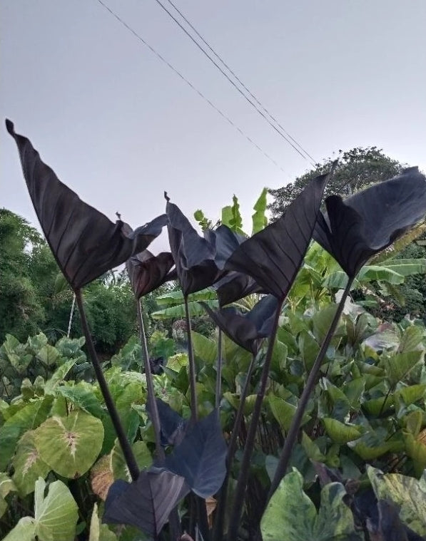 Colocasia Americano
