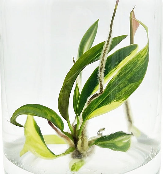 Philodendron Caramel Marble Variegated