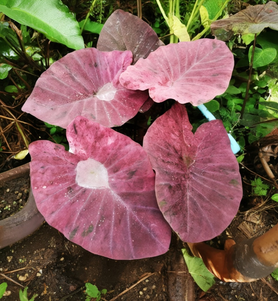 Colocasia Magenta