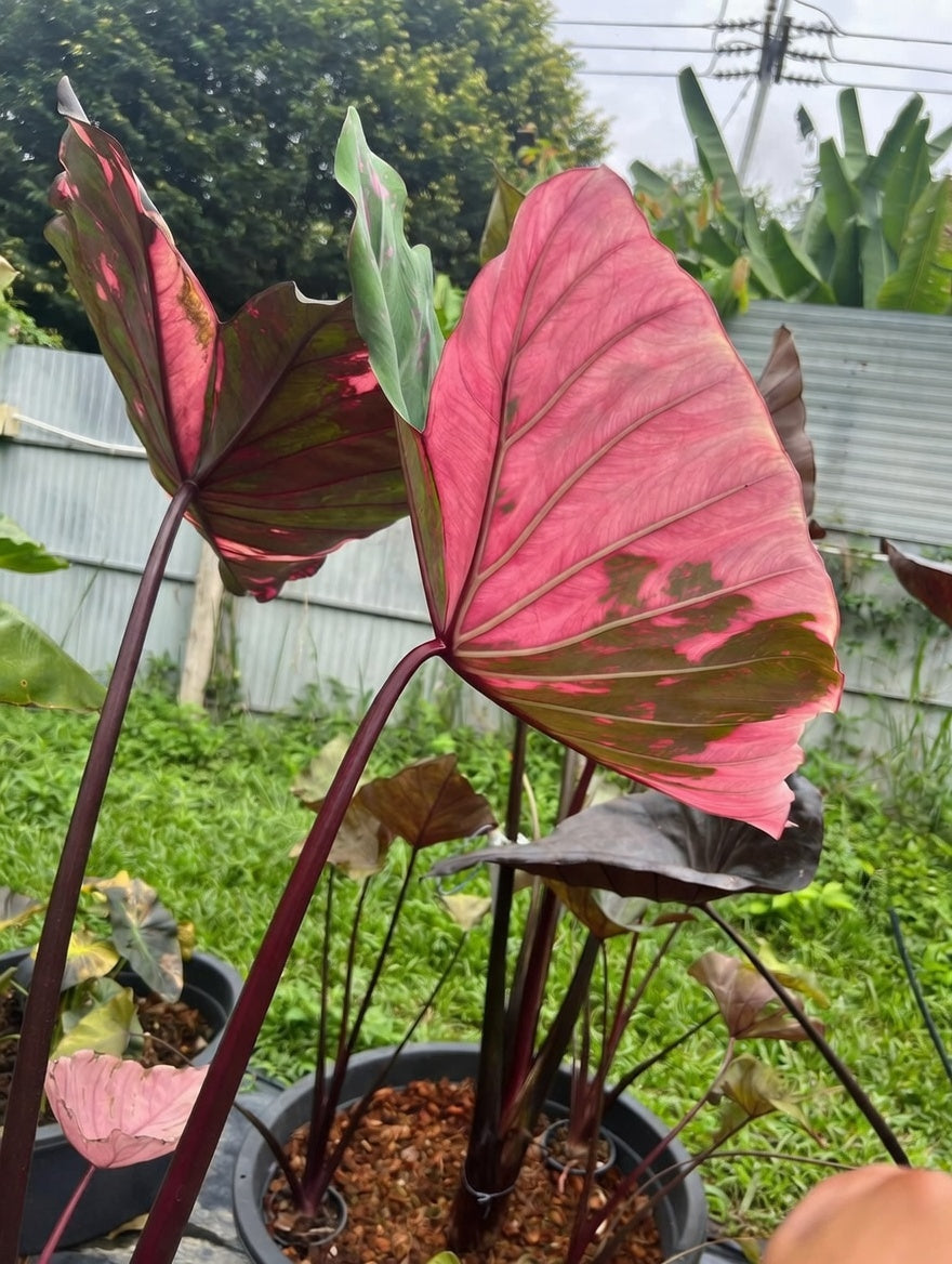 Colocasia Lily Pink