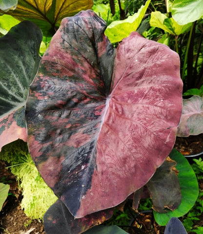 Colocasia Brown Sugar