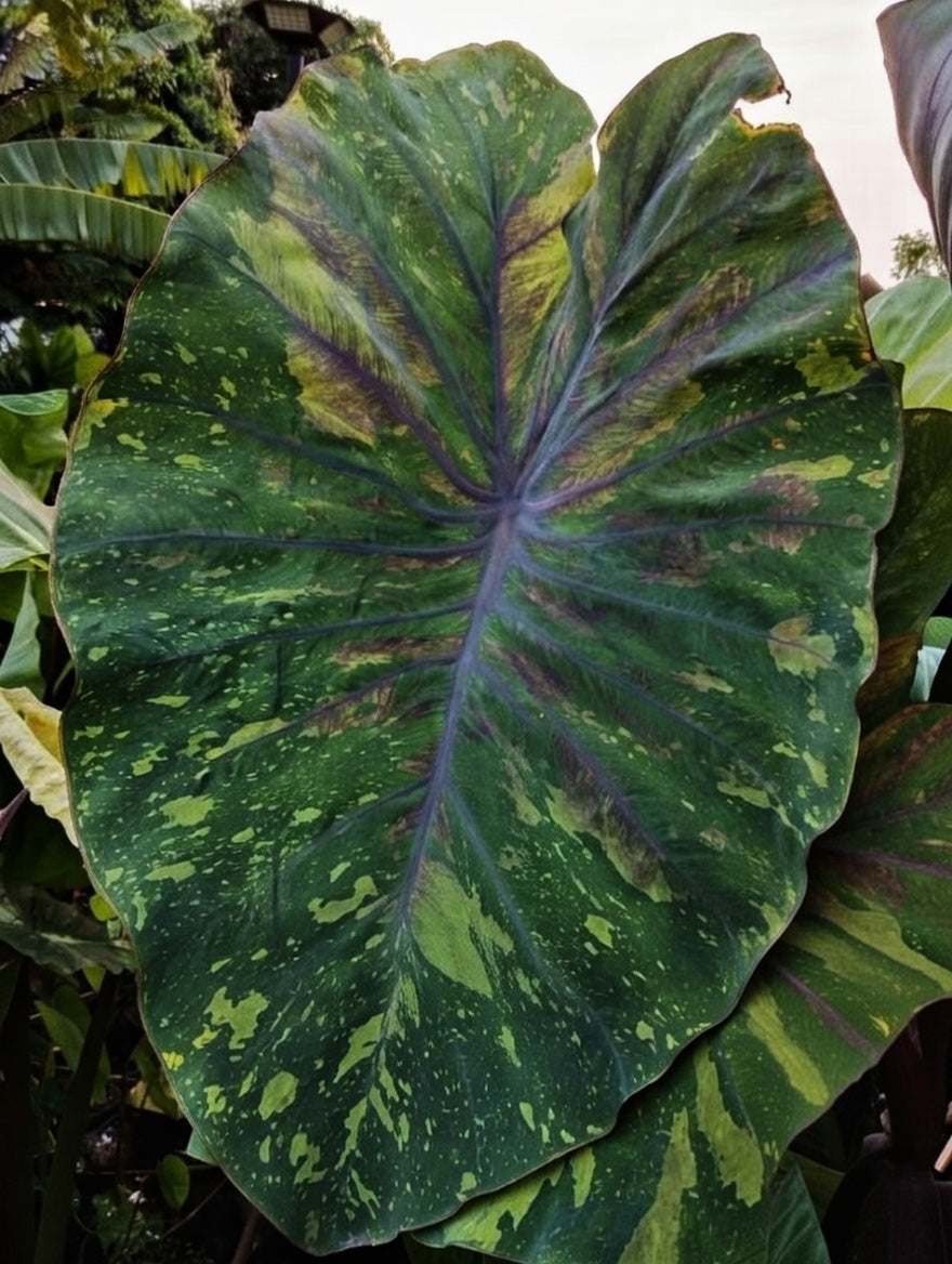 Colocasia Rainbow