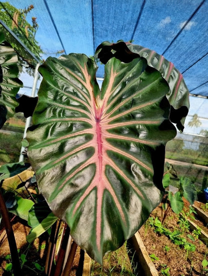 Colocasia Black Panther