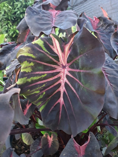 Colocasia Red Devil