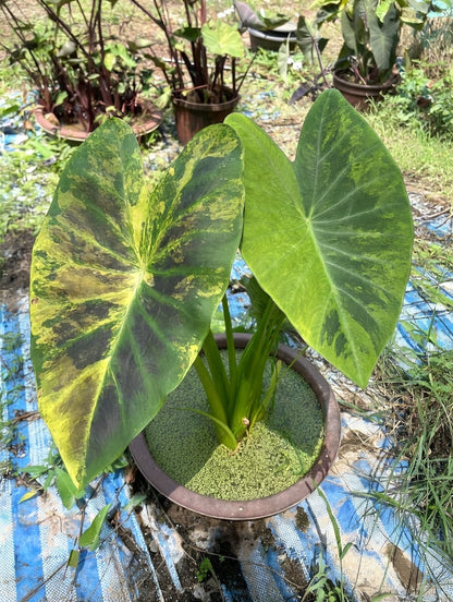 Colocasia Black Amber