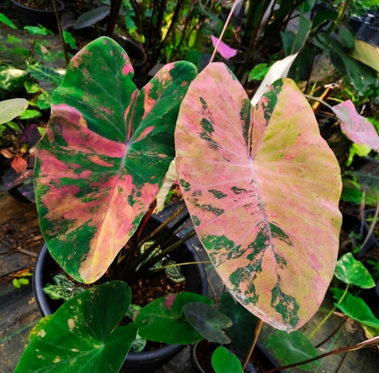 Colocasia Pink Lemonade
