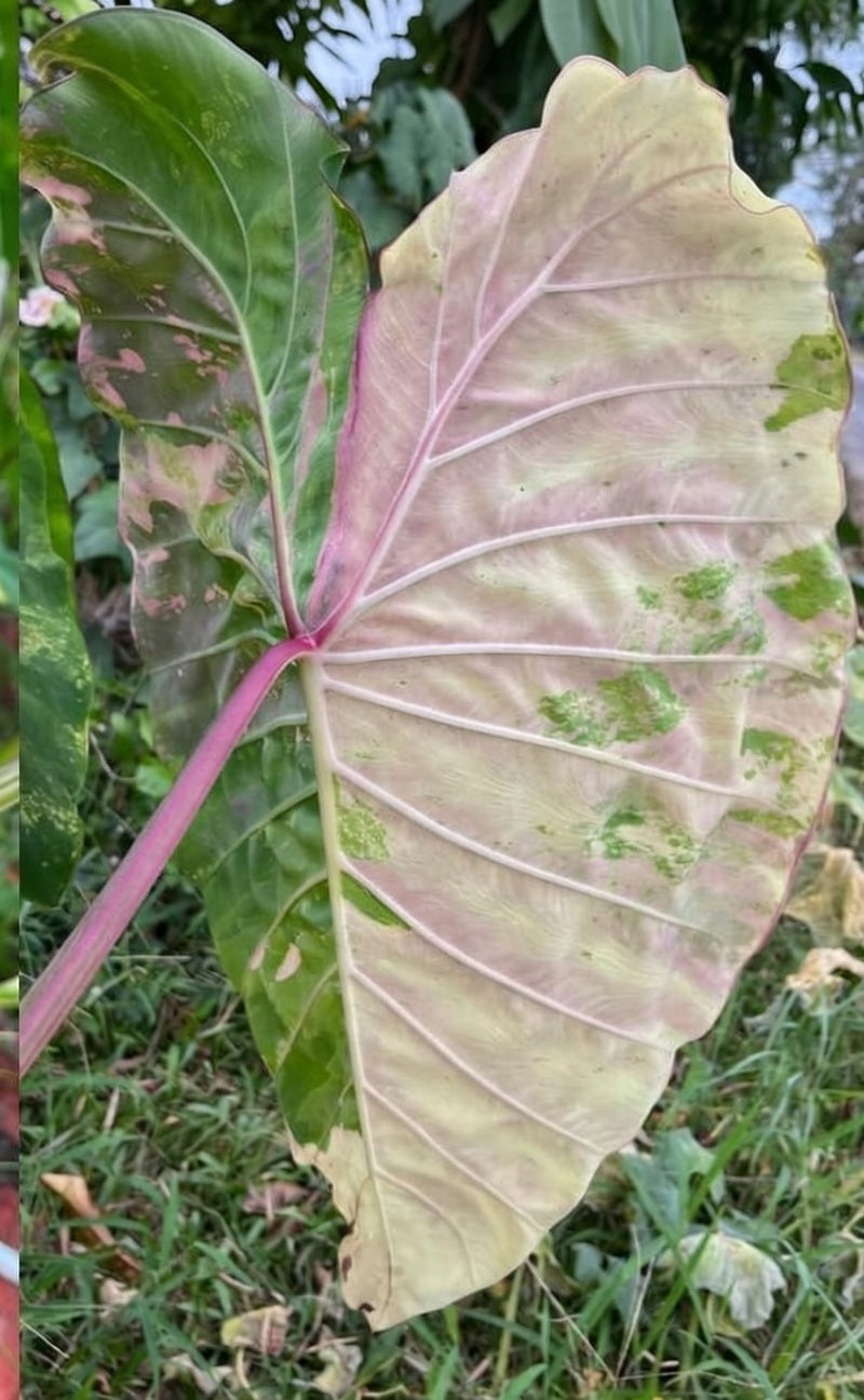 Colocasia Pink Andaman