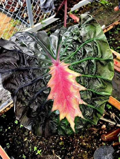 Colocasia Pinky Heart