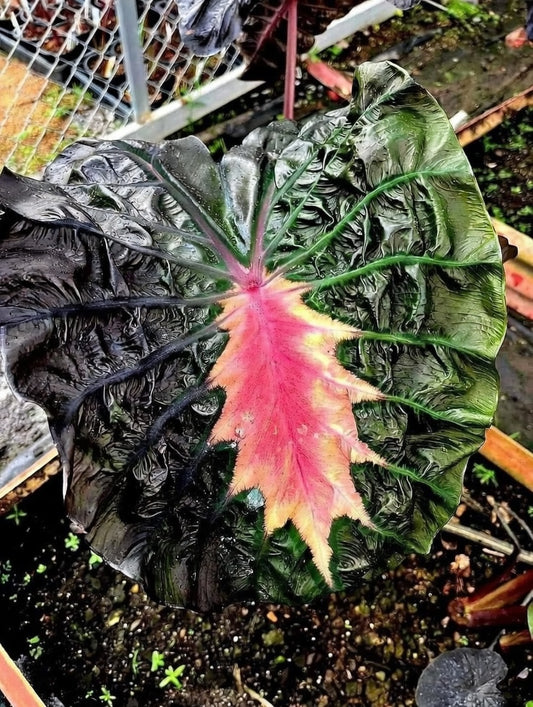 Colocasia Pinky Heart