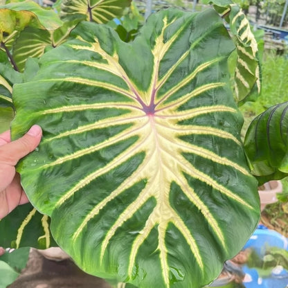 Colocasia White Lava