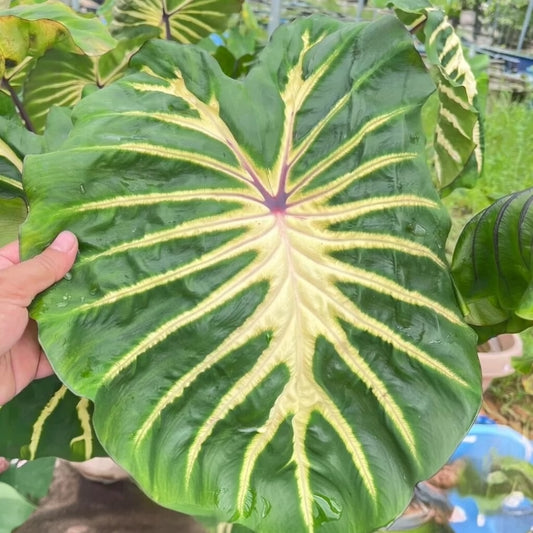 Colocasia White Lava