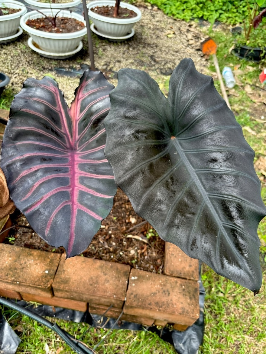 Colocasia Grail of Blood
