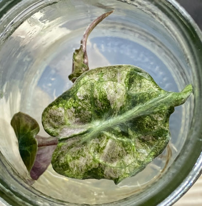 Alocasia Venom Pink Variegated Tissue Culture Plantlet