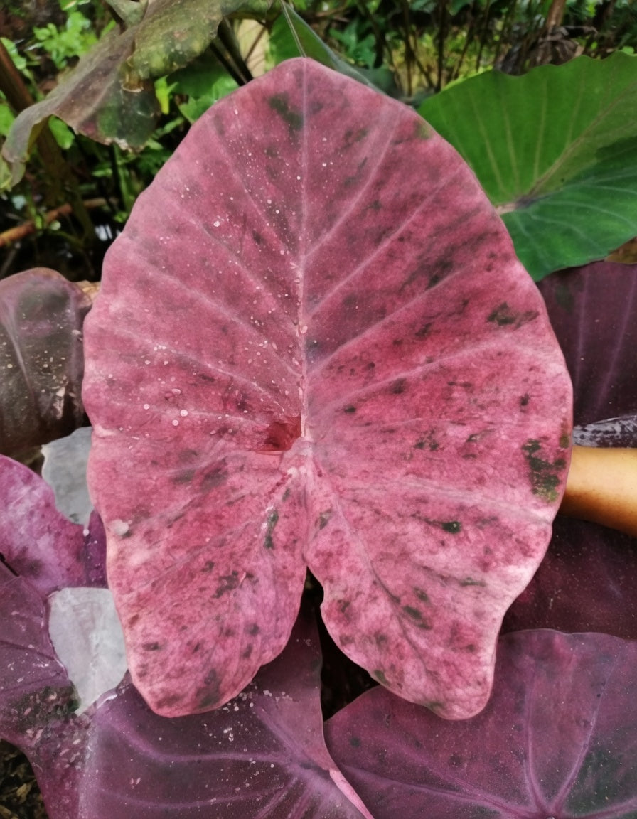 Colocasia Magenta