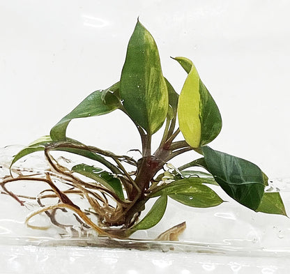 Philodendron Red Congo Variegated