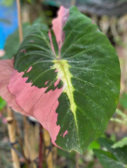 Colocasia Lava Pink Violet