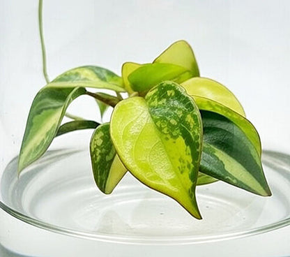 Philodendron Billietiae Variegated