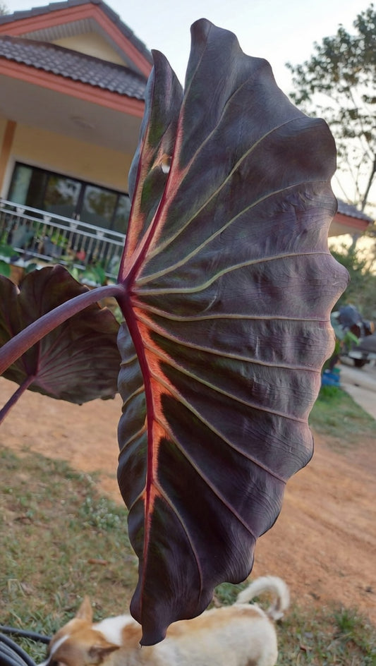 Colocasia Rose Tea