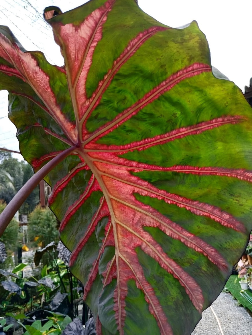 Colocasia Ghost Rider