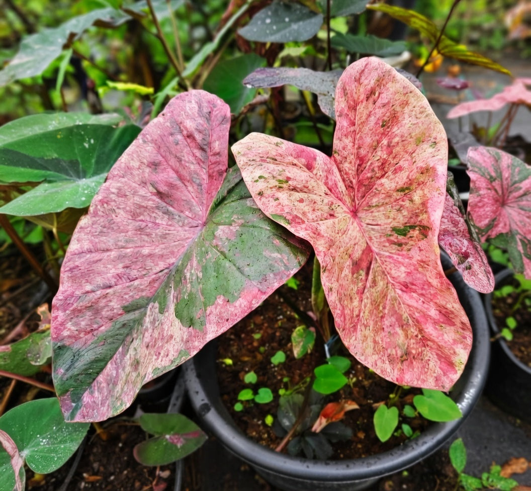 Colocasia Fantastic