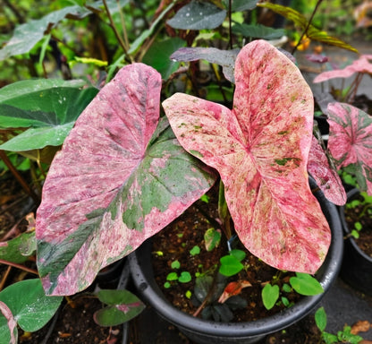Colocasia Fantastic