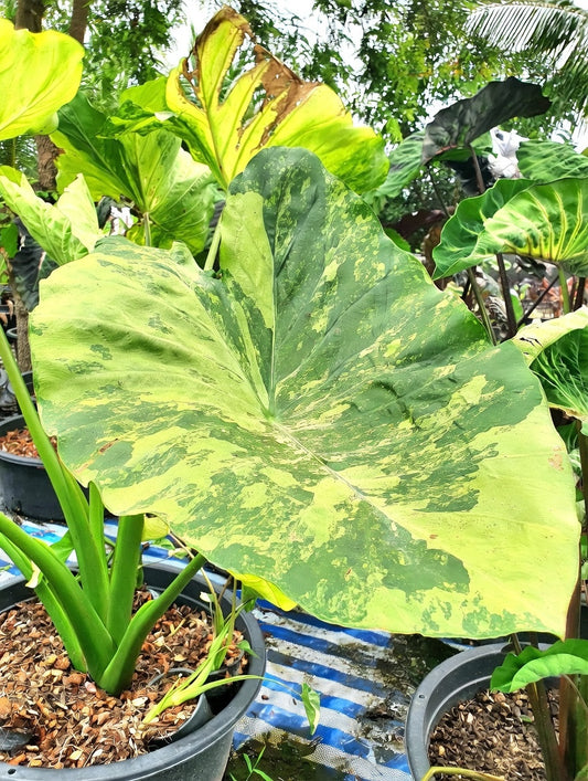 Colocasia Hall of Fame