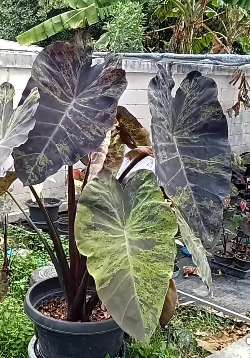 Colocasia Green Bele