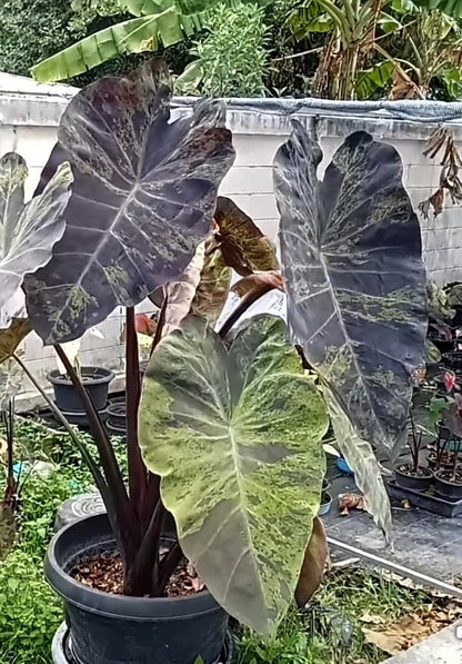 Colocasia Green Bele