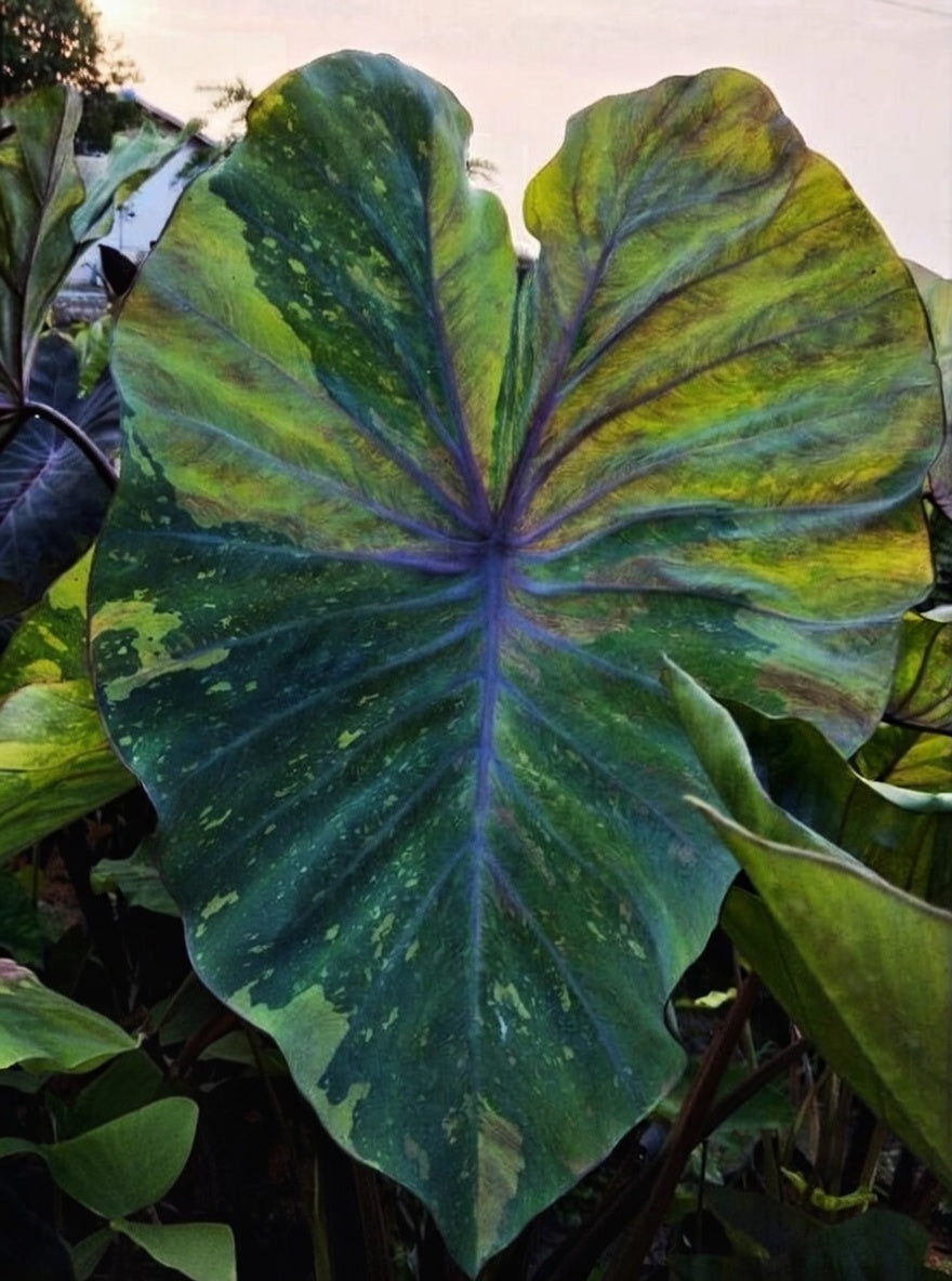 Colocasia Rainbow