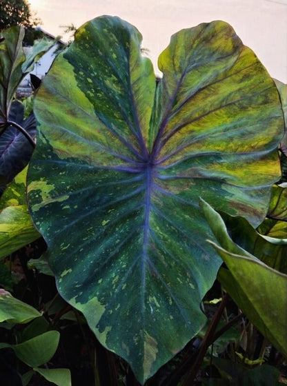 Colocasia Rainbow