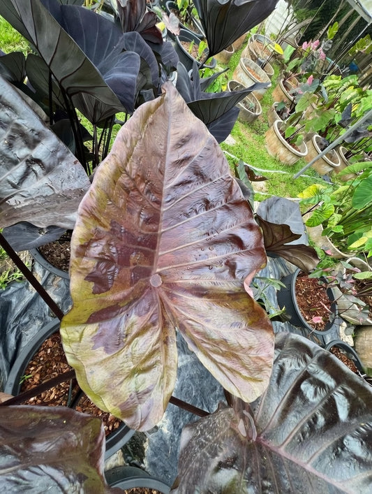 Colocasia Mocha Cup