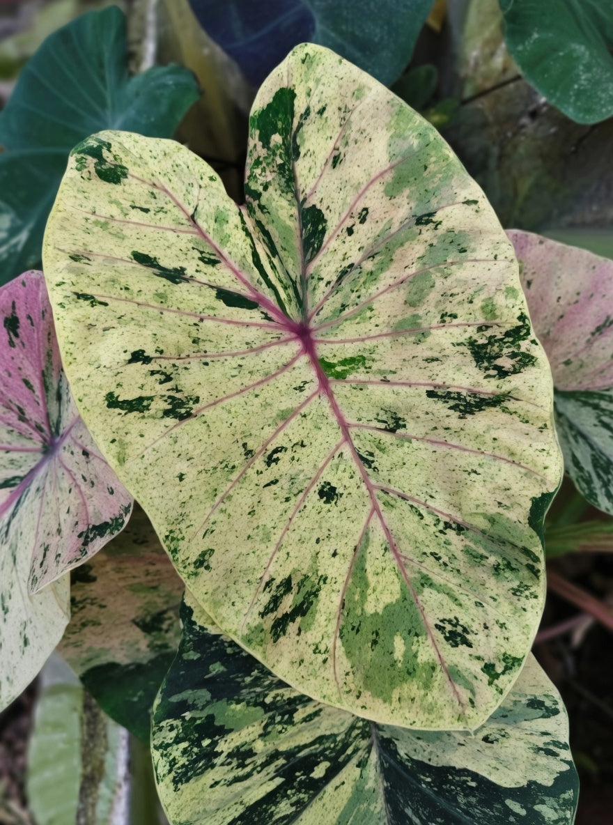 Colocasia Cloud Sky