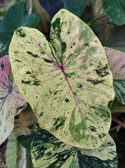 Colocasia Cloud Sky