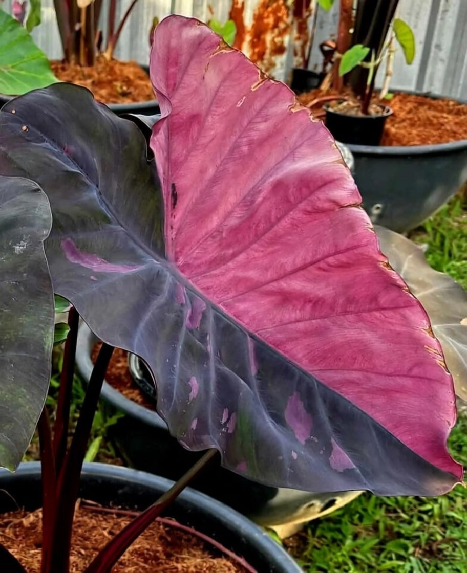 Colocasia Pink Sakhon