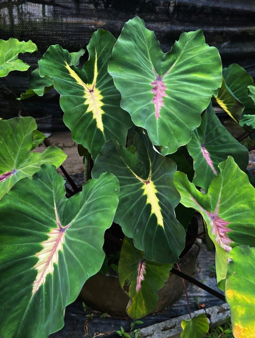 Colocasia Santa Sack