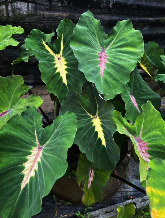Colocasia Santa Sack