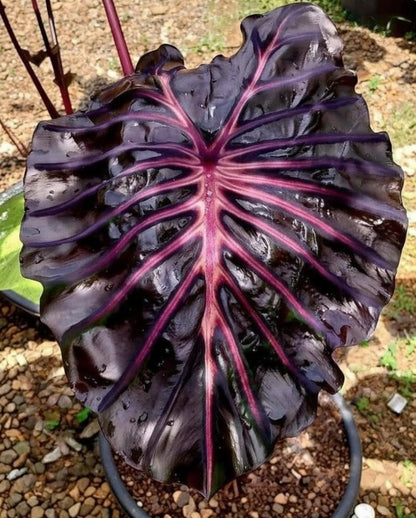 Colocasia Starling