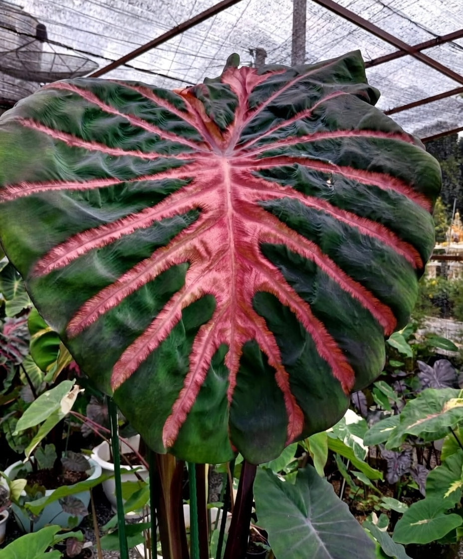 Colocasia Ghost Rider