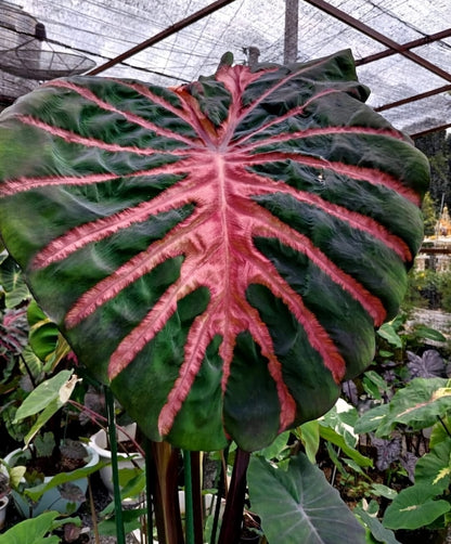 Colocasia Ghost Rider