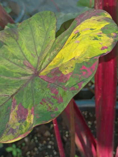 Colocasia Wonder Pink