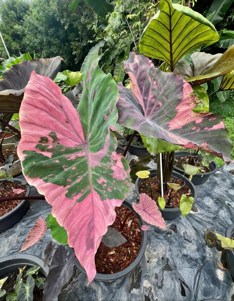 Colocasia Lily Pink