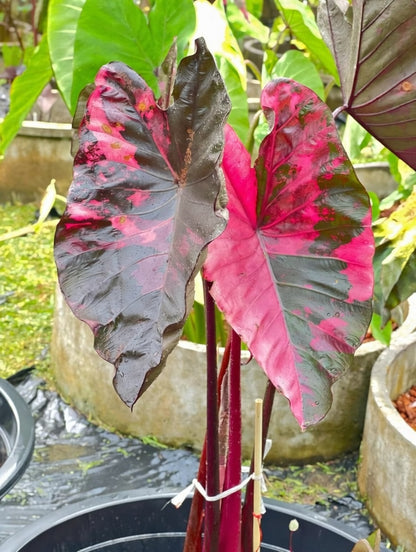Colocasia Suksathid #2